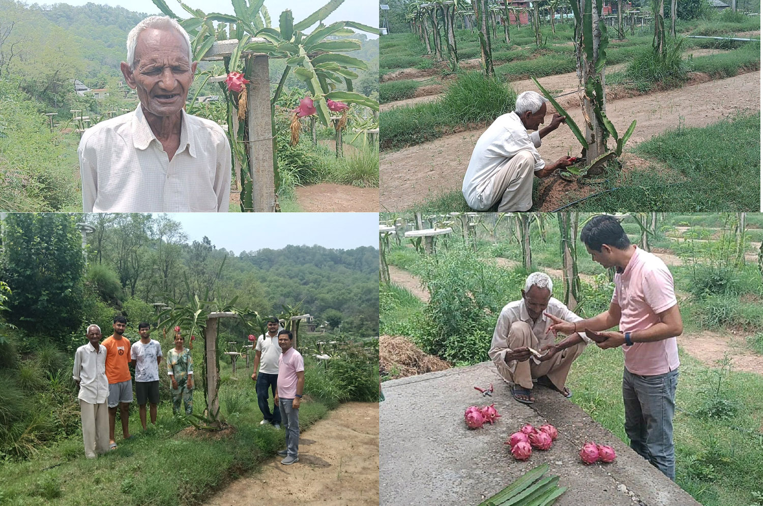 Innovative farming at the age of 74, Roshan Lal of Bangana created a story of self-reliance.
